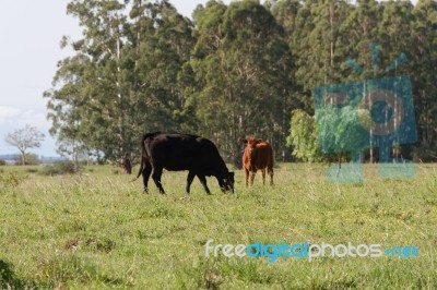 Cows Grazing In The Green Argentine Countryside Stock Photo