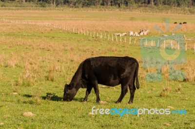 Cows Grazing In The Green Argentine Countryside Stock Photo