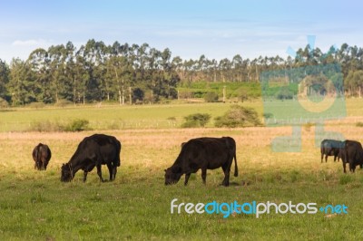 Cows Grazing In The Green Argentine Countryside Stock Photo