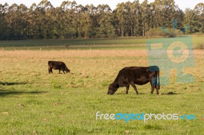 Cows Grazing In The Green Argentine Countryside Stock Photo