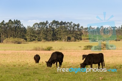 Cows Grazing In The Green Argentine Countryside Stock Photo