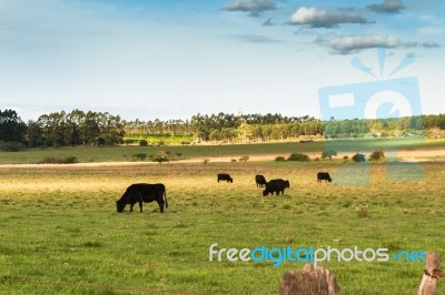 Cows Grazing In The Green Argentine Countryside Stock Photo