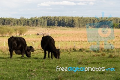 Cows Grazing In The Green Argentine Countryside Stock Photo