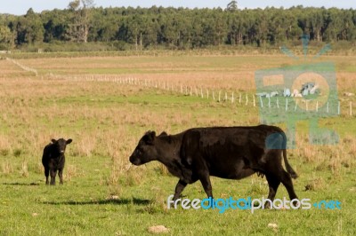 Cows Grazing In The Green Argentine Countryside Stock Photo