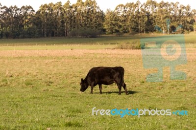 Cows Grazing In The Green Argentine Countryside Stock Photo