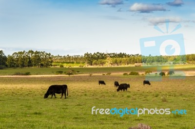 Cows Grazing In The Green Argentine Countryside Stock Photo