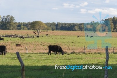 Cows Grazing In The Green Argentine Countryside Stock Photo