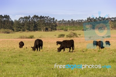 Cows Grazing In The Green Argentine Countryside Stock Photo