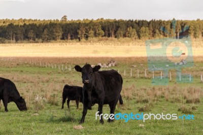 Cows Grazing In The Green Argentine Countryside Stock Photo