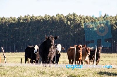 Cows Grazing In The Green Argentine Countryside Stock Photo