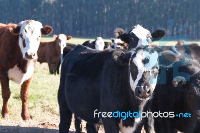 Cows Grazing In The Green Argentine Countryside Stock Photo