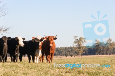 Cows Grazing In The Green Argentine Countryside Stock Photo