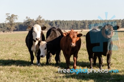 Cows Grazing In The Green Argentine Countryside Stock Photo