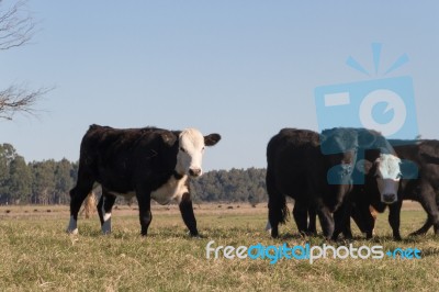 Cows Grazing In The Green Argentine Countryside Stock Photo