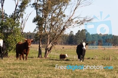 Cows Grazing In The Green Argentine Countryside Stock Photo