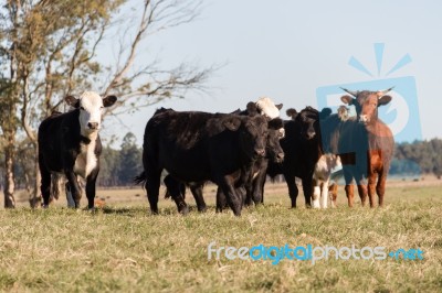 Cows Grazing In The Green Argentine Countryside Stock Photo