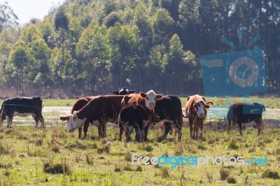 Cows Grazing In The Green Argentine Countryside Stock Photo