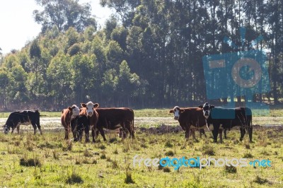 Cows Grazing In The Green Argentine Countryside Stock Photo