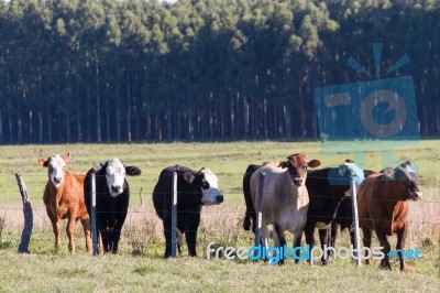 Cows Grazing In The Green Argentine Countryside Stock Photo