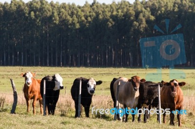 Cows Grazing In The Green Argentine Countryside Stock Photo