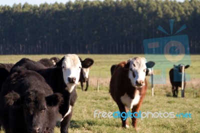 Cows Grazing In The Green Argentine Countryside Stock Photo