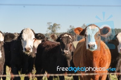 Cows Grazing In The Green Argentine Countryside Stock Photo