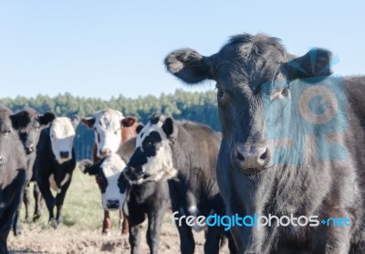 Cows Grazing In The Green Argentine Countryside Stock Photo