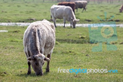 Cows Grazing On Wetlands Stock Photo