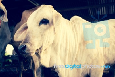 Cows In Cowshed Stock Photo