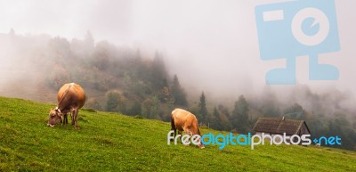 Cows In The Alps Stock Photo