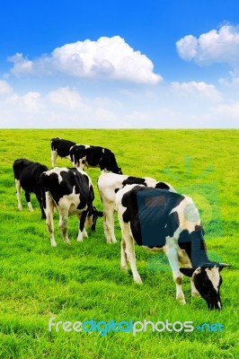 Cows On A Green Field And Blue Sky Stock Photo