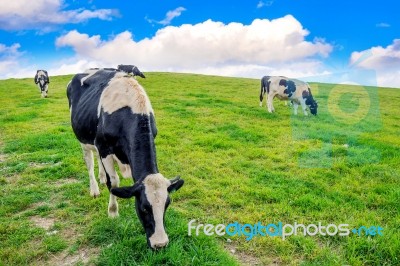 Cows On A Green Field And Blue Sky Stock Photo