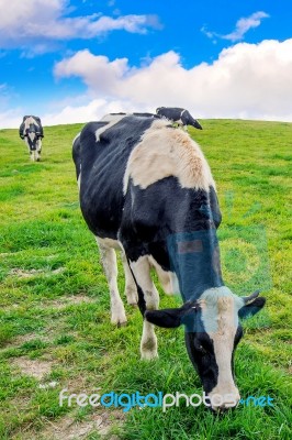 Cows On A Green Field And Blue Sky Stock Photo