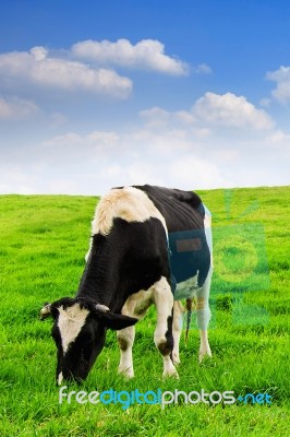 Cows On A Green Field And Blue Sky Stock Photo