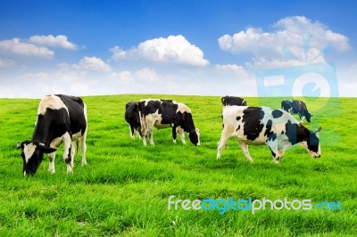 Cows On A Green Field And Blue Sky Stock Photo