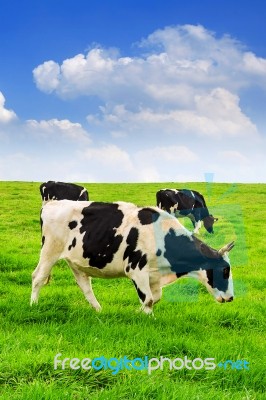 Cows On A Green Field And Blue Sky Stock Photo