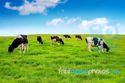 Cows On A Green Field And Blue Sky Stock Photo