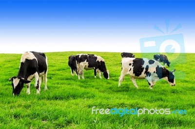 Cows On A Green Field And Blue Sky Stock Photo