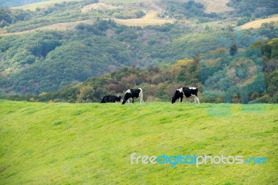 Cows On A Green Field And Blue Sky Stock Photo