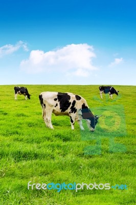 Cows On A Green Field And Blue Sky Stock Photo