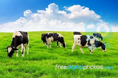 Cows On A Green Field And Blue Sky Stock Photo