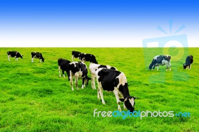 Cows On A Green Field And Blue Sky Stock Photo