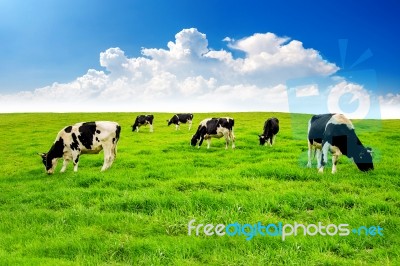 Cows On A Green Field And Blue Sky Stock Photo