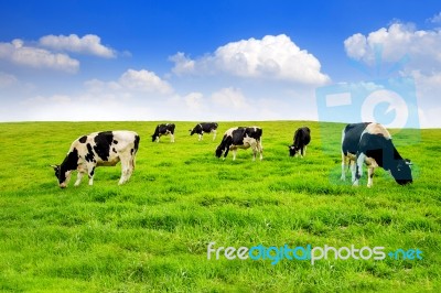 Cows On A Green Field And Blue Sky Stock Photo