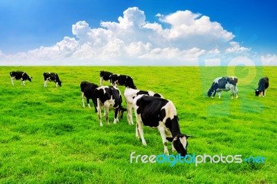 Cows On A Green Field And Blue Sky Stock Photo