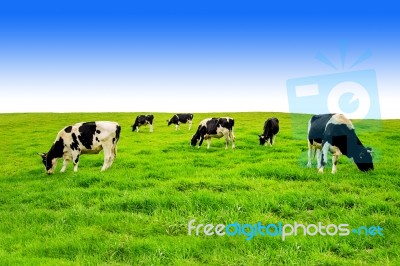 Cows On A Green Field And Blue Sky Stock Photo