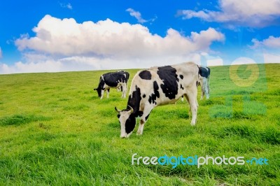 Cows On A Green Field And Blue Sky Stock Photo