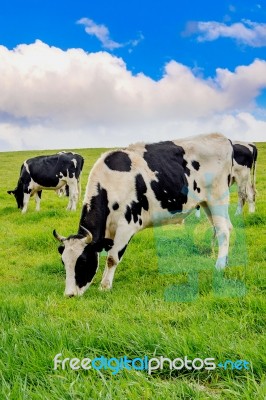 Cows On A Green Field And Blue Sky Stock Photo