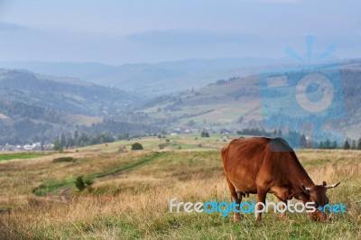 Cows On A Mountain Pasture. Autumn Hills Stock Photo