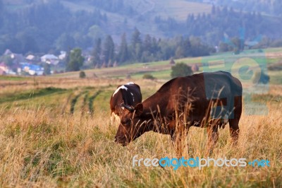 Cows On A Mountain Pasture. Autumn Hills Stock Photo